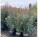 Photinia Carre Rouge 18L