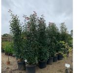 Photinia Red Robin 250-300cm