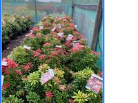 Pieris Mixed