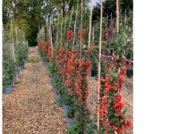 Pyracantha Orange Glow