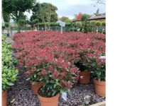 Skimmia Rubella