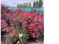 Cotinus 'Grace' and 'Royal Purple'