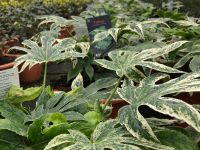 Fatsia Jap. 'Spiders Web'