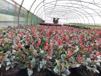 Photinia Little Red Robin