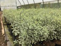 Pittosporum Silver Queen in P09