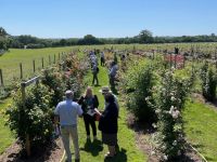 Rochfords International Rose Trials July 2021