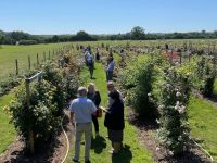 Rochfords International Rose Trials July 2021