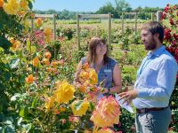 Rochfords International Rose Trials July 2021