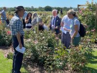 Rochfords International Rose Trials July 2021