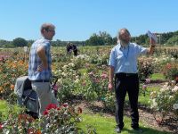 Rochfords International Rose Trials July 2021