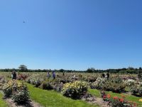 Rochfords International Rose Trials July 2021