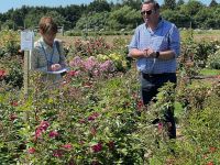 Rochfords International Rose Trials July 2021