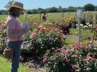 Rochfords International Rose Trials July 2021