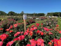 Rochfords International Rose Trials July 2021