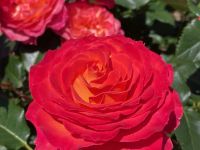 Rochfords International Rose Trials July 2021