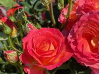 Rochfords International Rose Trials July 2021