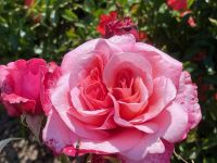 Rochfords International Rose Trials July 2021