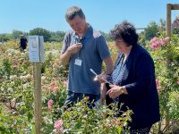 Rochfords International Rose Trials July 2021