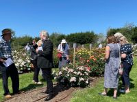 Rochfords International Rose Trials July 2021