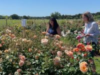 Rochfords International Rose Trials July 2021