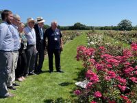 Rochfords International Rose Trials July 2021