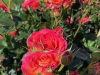 A104/19-21 - Gold Award 2021 - Rosa 'Vulcano' - Trial 1 2021