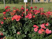 A104/19-21,Gold Award 2021,Trial 1 2021,Rosa 'Vulcano'