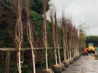 Betula Utilis Jacquemontii - Standard RB 16-18cm