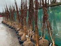 Betula Jacquemontii Multistem 200-250cm