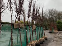 Prunus Serrula 12-14cm