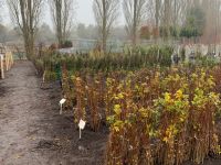 Acer Campestre, Ligustrum Ovalifolium, Cornus Alba 60-90cm